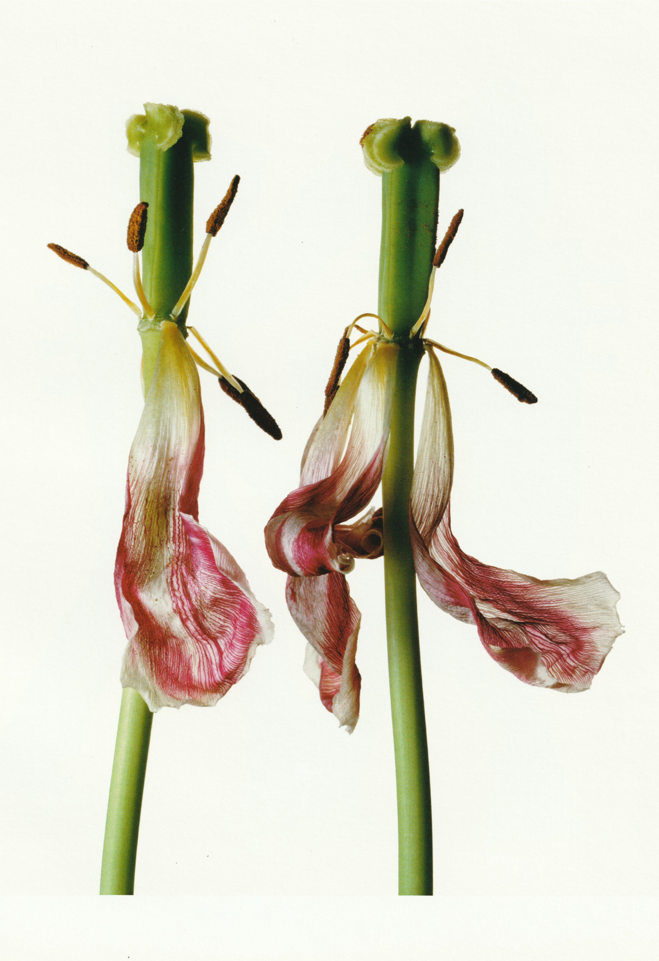 IRVING PENN & ISSEY MIYAKE: VISUAL DIALOGUE 2011